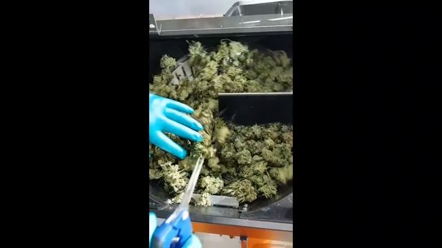 Green Broz 215 Trimmer Demo with Growers n' Smokers смотреть онлайн