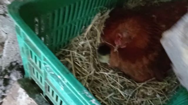 Курочка вывела Мулардов? смотреть онлайн
