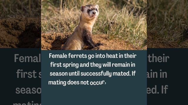 Interesting Facts About Ferrets #shorts #facts #ferret #mating #animals #spring #aplasticanemia смотреть онлайн