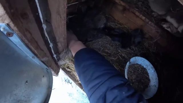 КРОЛЕНЯТА ЗАЛИШИЛИСЬ БЕЗ кролиці. Чи виживуть кроленята? смотреть онлайн