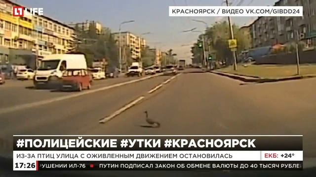 В Красноярске полицейский перевел через дорогу утку с утенком смотреть онлайн