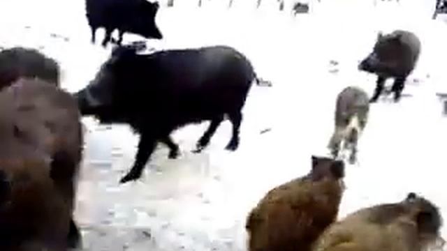 Что это за свиньи? What's this pigs? смотреть онлайн