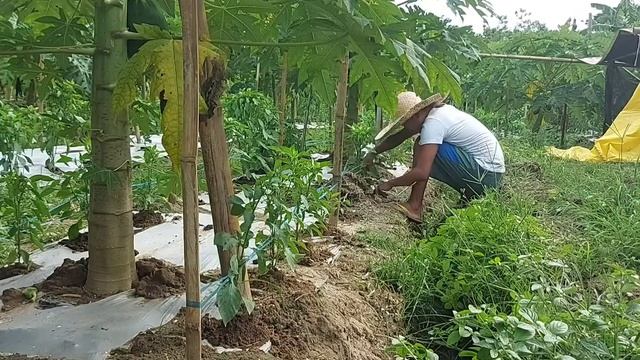 sili aeration smooth cayene atsal sweet pepper смотреть онлайн