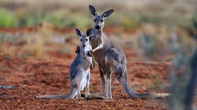 15 Cute Exotic animals You can own as Pets #cute animals #wildlifeplanet #exoticanimals смотреть онлайн