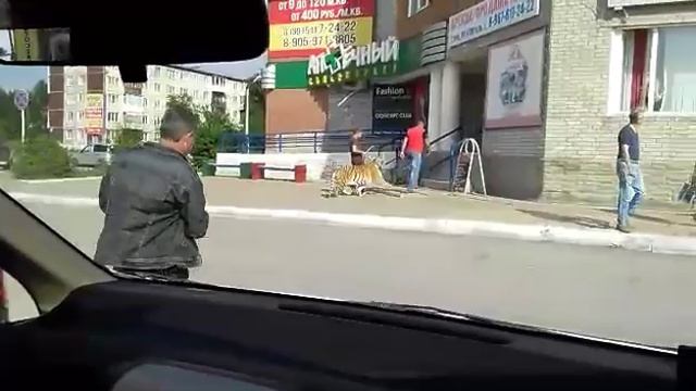Тигры ходят по городу вместо медведей (Ачинск)😃 смотреть онлайн