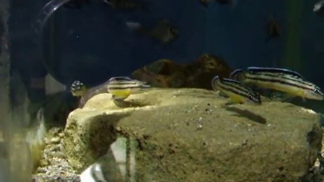 Julidochromis regani kipili, Tanganyika - De Malawi Cichliden Specialist★ D.M.C.S ★ Cichlids смотреть онлайн