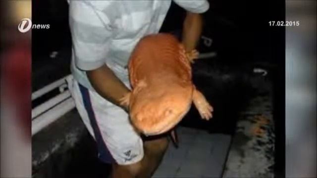 China Police Chief Was Sacked Over Slap Up Salamander Feast, Lady Gaga Is Getting Married смотреть онлайн