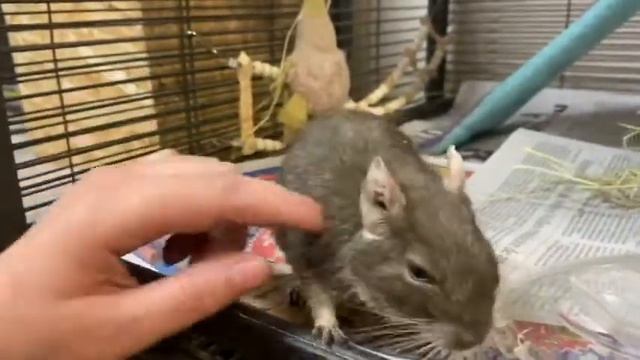 Tyrion is a degu. смотреть онлайн