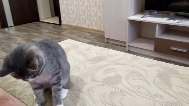 Кот приносит мяч)) смотреть онлайн