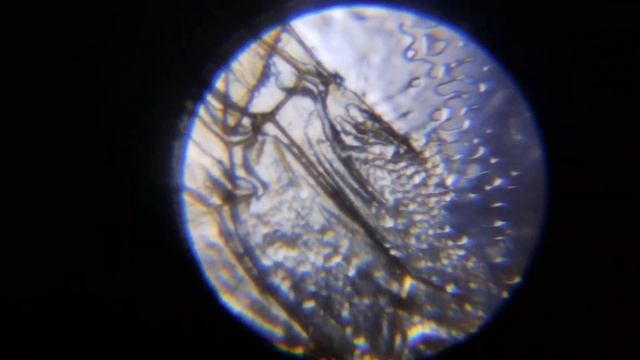 смотрим под микроскопом на крыло мухи смотреть онлайн