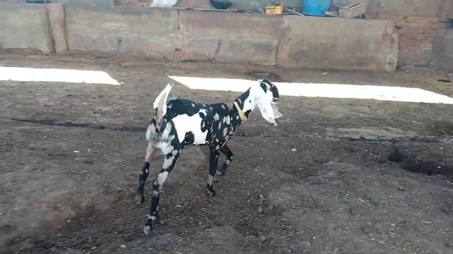 BEETAL GOAT FOR SALE 11 month hight 31 weight 35 смотреть онлайн