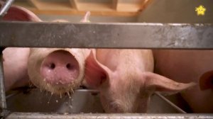 Учим домашних животных для детей Угадай кто это Звуки животных для самых маленьких