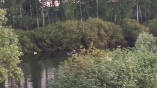 Ловим дикого гуся😁👍