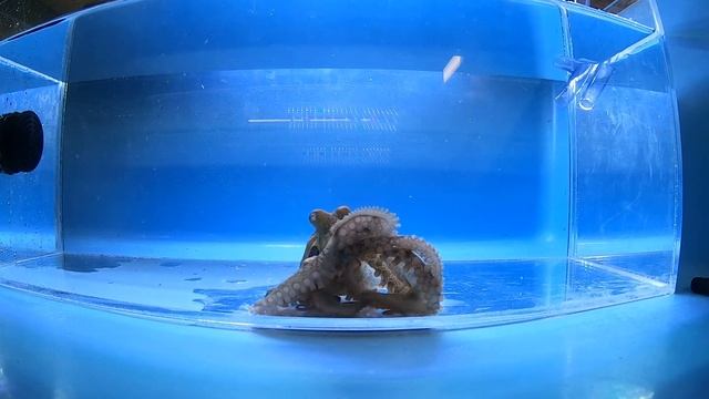 Octopus Hunt смотреть онлайн
