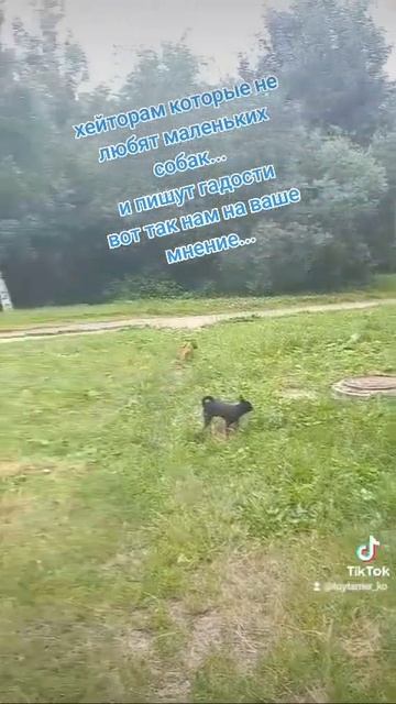 Видео к тем кто не любит маленьких собак #животные #собака #тойтерьер #shorts #dog смотреть онлайн