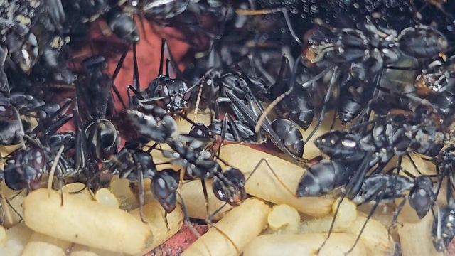 Gigantiops Destructor #6 смотреть онлайн