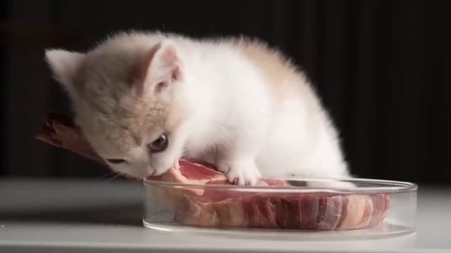 Pudgy Kitten eating the Doom Steak смотреть онлайн
