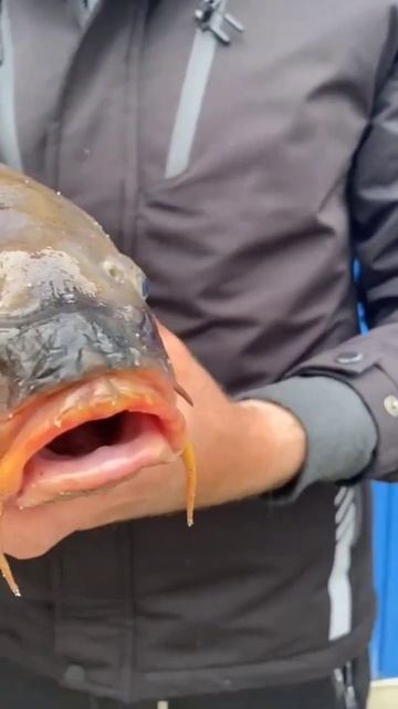 Какой САЗАН 4КГ #рыбалка #весна #fishing #2023 #сазан #удочка смотреть онлайн