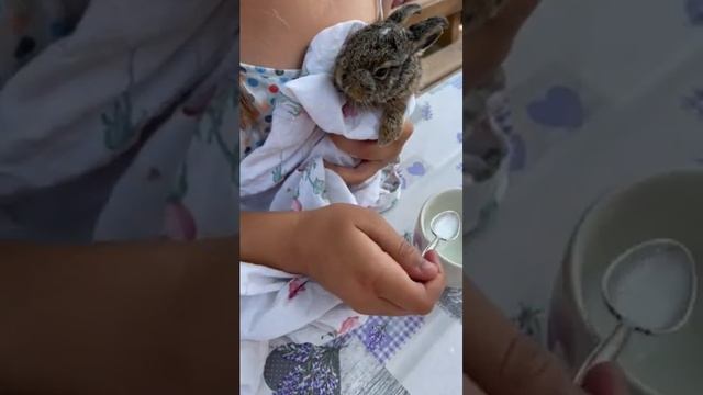 заец пятый день в домашних условиях смотреть онлайн