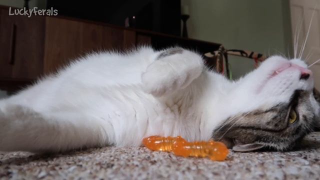 Stella And The Cat Chew Toy - Petstages Orka Wiggle Worm смотреть онлайн