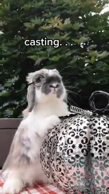 🐰 Rabbit Harry Potter 🪄 ready for 🎃 halloween 🎃 #shorts смотреть онлайн