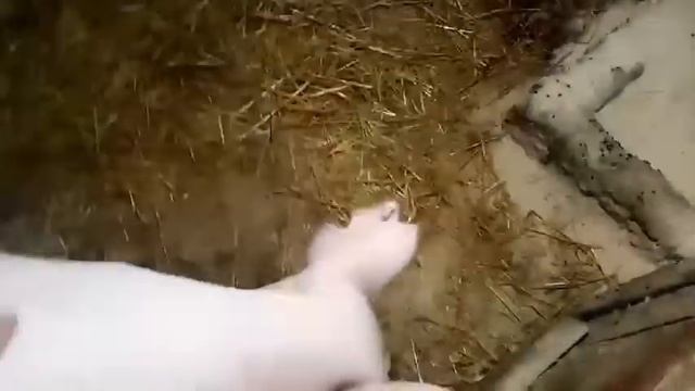 Поросятам сегодня 7 дней. Обзор свиноматок. смотреть онлайн