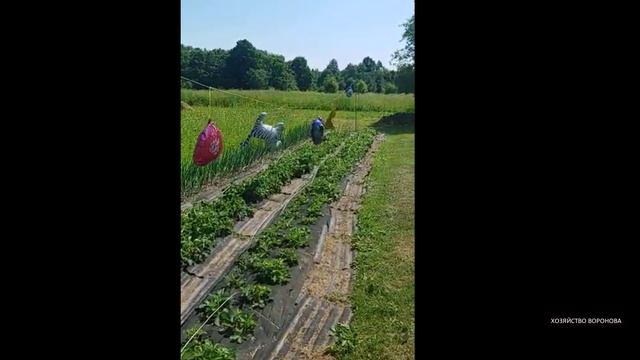 Эти шары отпугивают птиц от грядок. Хотя смотреть онлайн