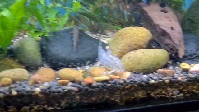 My beautiful GOLDEN ZEBRA LOACH 🐟 смотреть онлайн