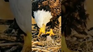 Сени суйем.Саксофон. Кайрат Нуртас . Балдеем, друзья!