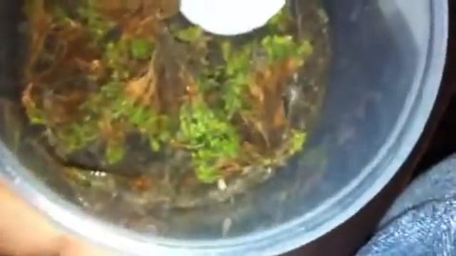 New Audition (Megarien Banded Centipede) смотреть онлайн