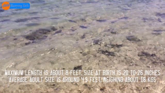 Blacktip Sharks of Santander Cebu смотреть онлайн