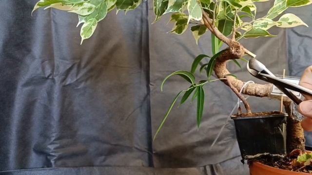 √9 фикус 112 Бенджамина (Бонсай)