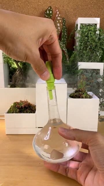 Increase air humidity for carnivorous plants смотреть онлайн
