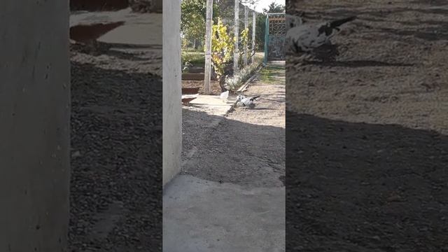 Андижанцы. 17 мая 2020г смотреть онлайн