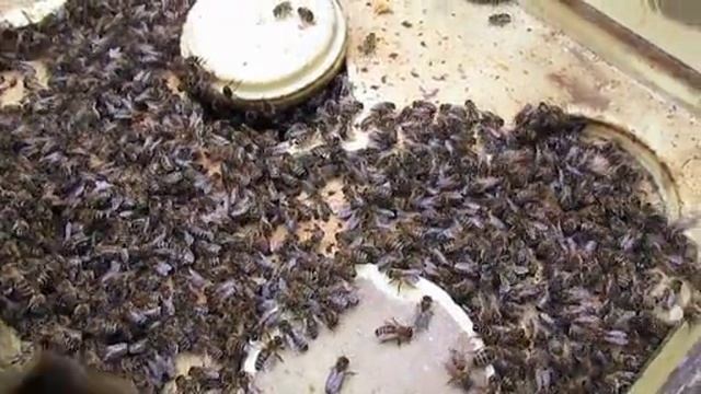 подсиливаю в январе, отводок пчел с привозной маткой при зимовке на воле, обновление 31.01.2025 смотреть онлайн