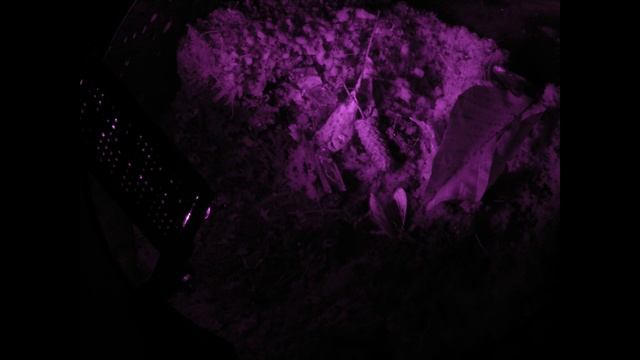 Infrared spider photography 3/3, the results смотреть онлайн
