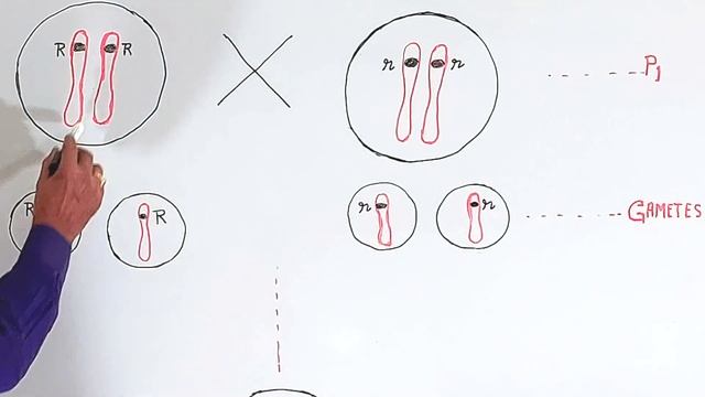 Dominant Character & Recessive Character || Grade 12 Biology смотреть онлайн