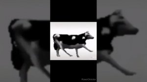 мем, польская корова 1 час.