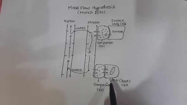 Munch flow hypothesis смотреть онлайн