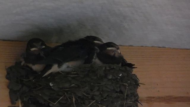 Ласточата кушать смотреть онлайн