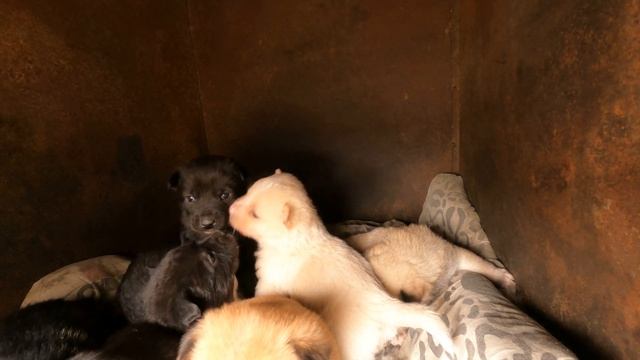 看見我來，小狗們活躍起來，開始晨練 смотреть онлайн