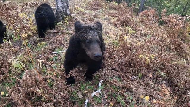 Медвежья гармония. смотреть онлайн
