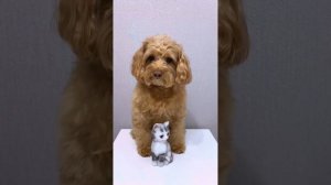 ТОП 5 ВИДЕО С БЕЛКОЙ И НЮШЕЙ/ЛАЙКИ LIKE#cats