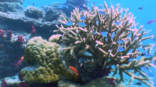 Nuku Reef смотреть онлайн