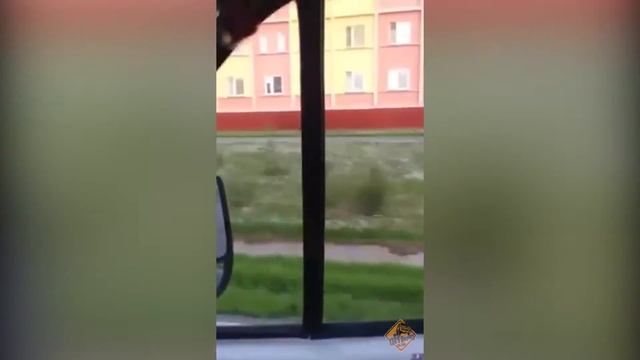 Прикол. Погоня за медведем в поселке. In pursuit of a bear. 2 смотреть онлайн