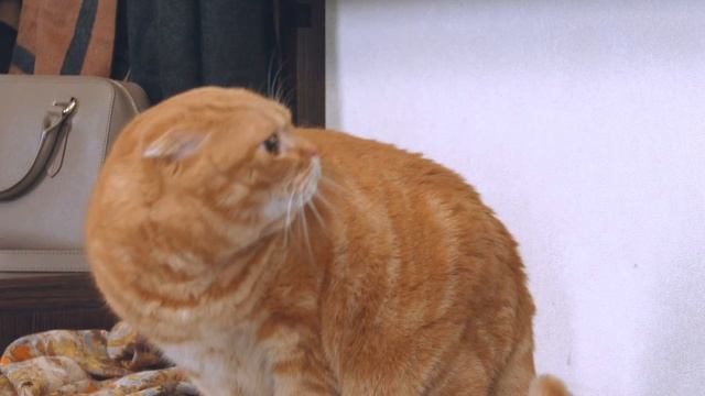 Рекламный ролик "Кот-пес" для ВЕНБЕСТ смотреть онлайн