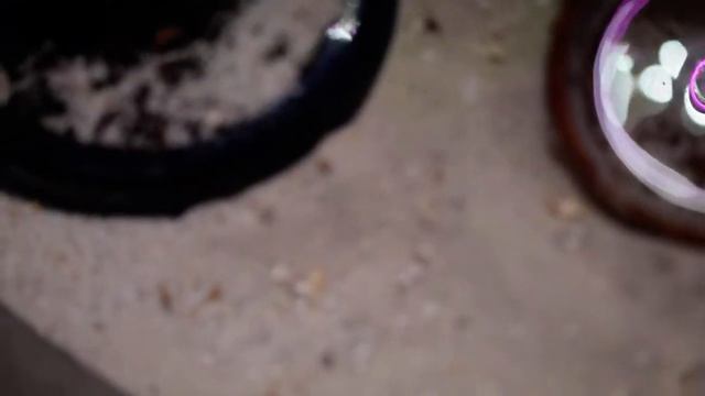 Anoplolepis und die verrückten Nicobarensis смотреть онлайн