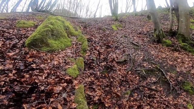 Безумный Эльф | Mad Elf Run 2024 • 49 km | 1430 m D+ смотреть онлайн