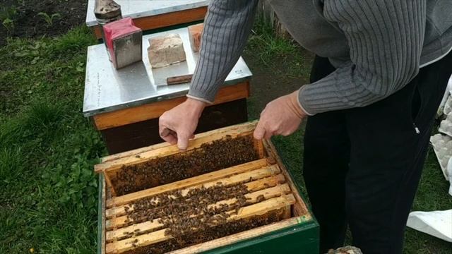 ВЕСНЯНИЙ ОГЛЯД БДЖОЛОСІМЕЙ. БДЖОЛИНІ ГНІЗДА смотреть онлайн