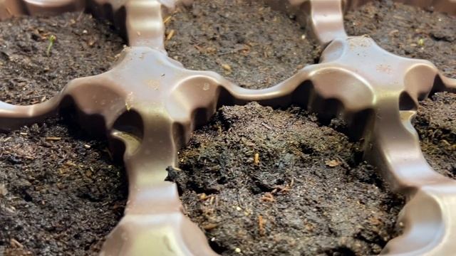 Всходы земляники. смотреть онлайн